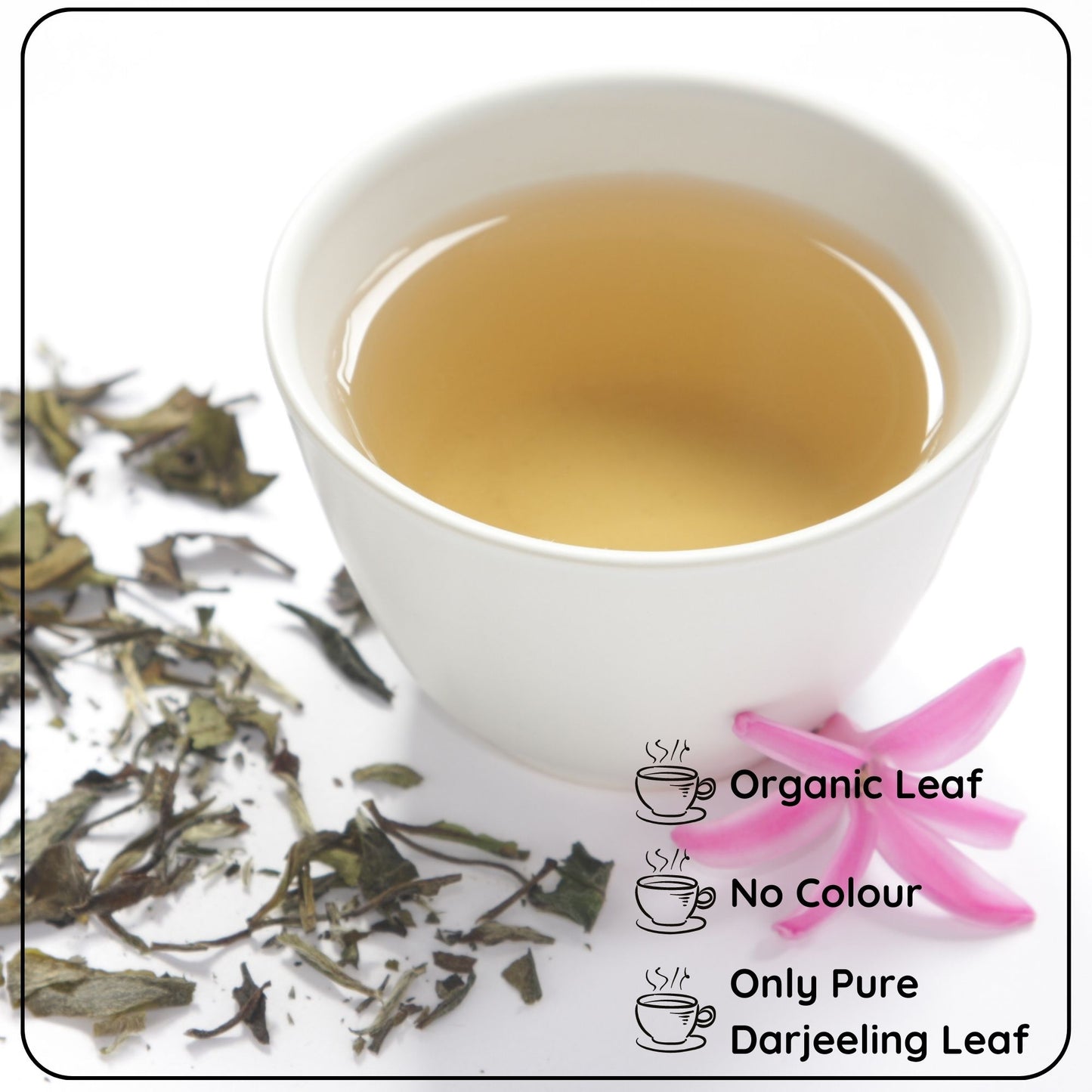 CALMING White Leaf - How White Tea Can Help You Relax and Focus